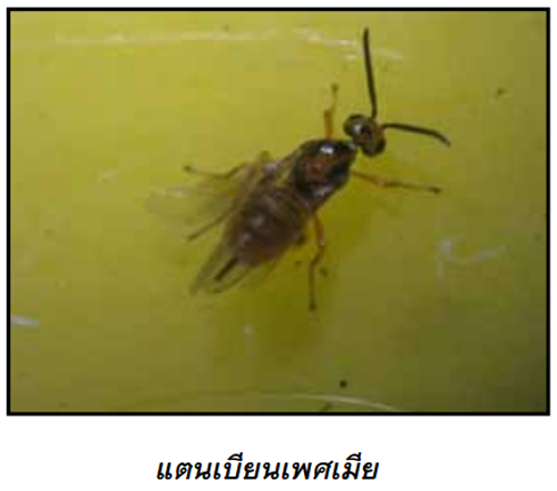 insect_12_shapeimg.png แตนเบียนหนอนบราคอน 