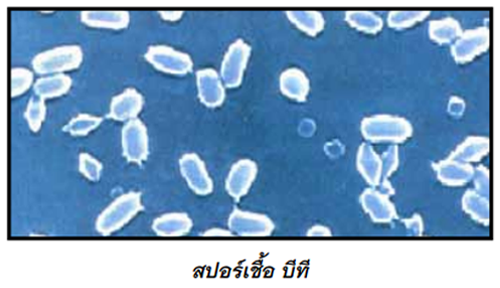 insect_17_shapeimg.png เชื้อบีที