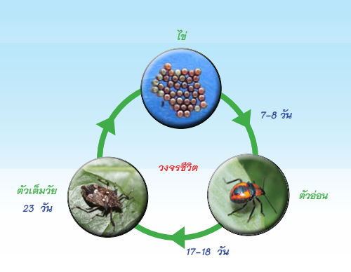 insect_2_cycleimg.png มวนพิฆาต
