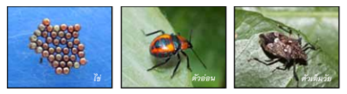 insect_2_shapeimg.png มวนพิฆาต