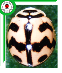 Menochilus sexmaculatus (Coleoptera: Coccinellidae)