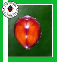 Micraspis vincta  (Coleoptera: Coccinellidae)