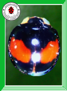 Micraspis vincta  (Coleoptera: Coccinellidae)