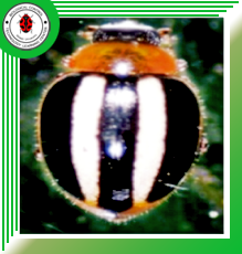 Micraspis vincta  (Coleoptera: Coccinellidae)