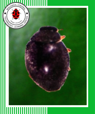 Micraspis vincta  (Coleoptera: Coccinellidae)