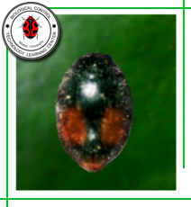 Micraspis vincta  (Coleoptera: Coccinellidae)