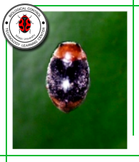 Micraspis vincta  (Coleoptera: Coccinellidae)