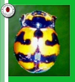 Coccinella tranversalis (Coleoptera: Coccinellidae)