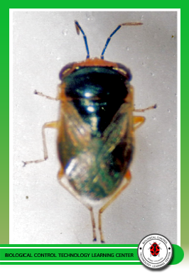 Micraspis vincta  (Coleoptera: Coccinellidae)