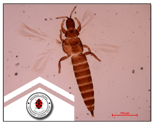 Podothrips lucasseni     (Kruger)