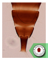 Podothrips lucasseni     (Kruger)