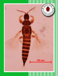 เพลี้ยไฟตัวห้ำ Karnyothrips flavipes (Jones).