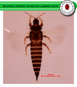 เพลี้ยไฟตัวห้ำ Androthrips flavipes Schmutz.