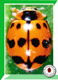 Harmonia octomaculata  (Coleoptera: Coccinellidae)