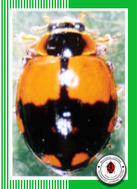 Harmonia octomaculata  (Coleoptera: Coccinellidae)