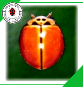 Micraspis discolor  (Coleoptera: Coccinellidae)