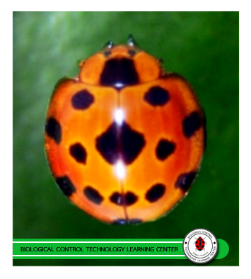 Synonycha grandis  (Coleoptera: Coccinellidae)