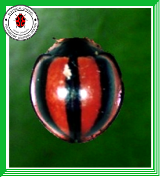 Micraspis vincta  (Coleoptera: Coccinellidae)