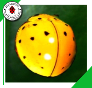 Micraspis vincta  (Coleoptera: Coccinellidae)