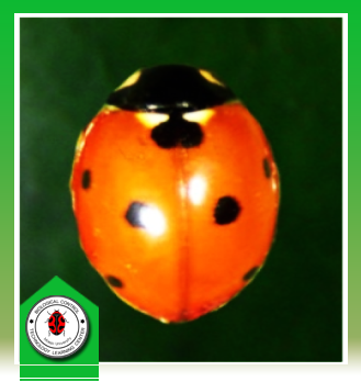 Micraspis vincta  (Coleoptera: Coccinellidae)